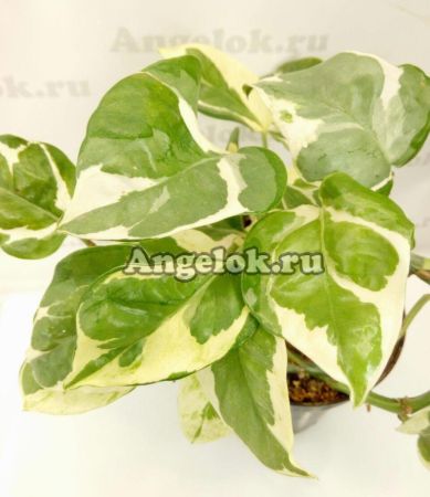 фото Эпипремнум золотистый (Epipremnum aureum N’Joy) от магазина магазина орхидей Ангелок