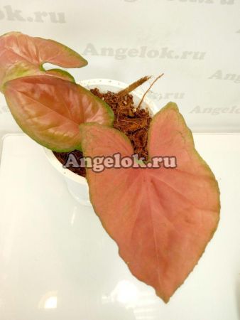 фото Сингониум (Syngonium Red strawberry) от магазина магазина орхидей Ангелок