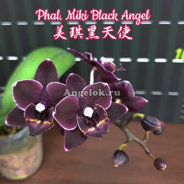 фото Фаленопсис Черный Ангел (Phalaenopsis Miki Black Angel) Тайвань от магазина магазина орхидей Ангелок