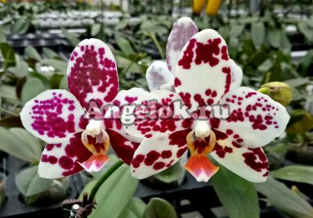 фото Фаленопсис (Phalaenopsis Golden Peoker 'ES' ) Тайвань от магазина магазина орхидей Ангелок