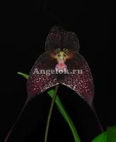 фото Дракула (Dracuvallia Gualaquiza) от магазина магазина орхидей Ангелок