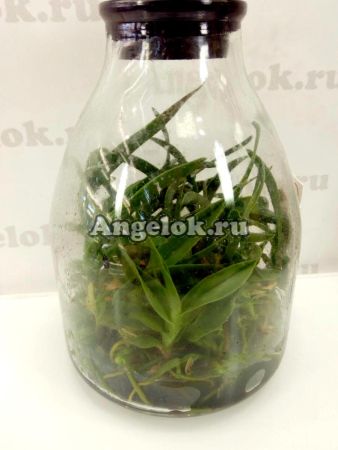 фото Каттлея пурпурата фласка (L. purpurata var. werkhauseri x sib) Тайвань от магазина магазина орхидей Ангелок