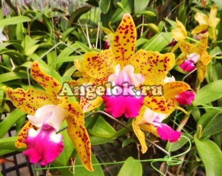 фото Каттлея (Ctt. Siamese Doll) Тайвань от магазина магазина орхидей Ангелок