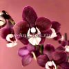 фото Фаленопсис Каода Твинкл (Phalaenopsis Kaoda Twinkle 'Chocolate Drops') от магазина магазина орхидей Ангелок