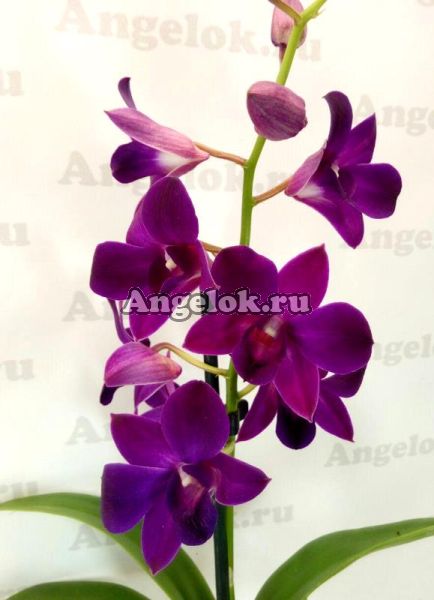 фото Дендробиум фаленопсис (Dendrobium Purple Happiness) от магазина магазина орхидей Ангелок