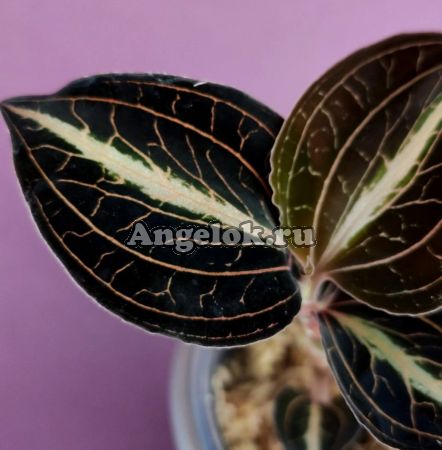 фото Анектохилус (Anoectochilus leyli) от магазина магазина орхидей Ангелок