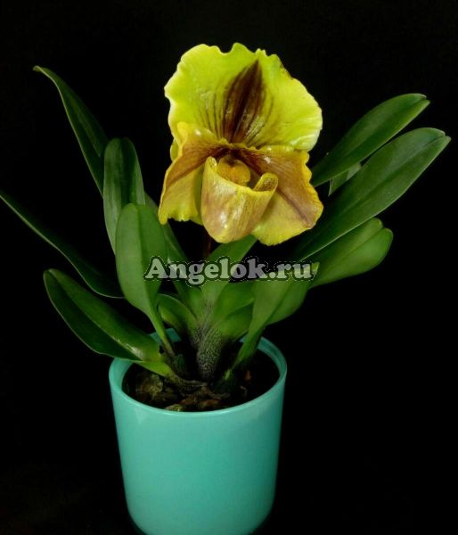 фото Пафиопедилум Липпивандер (Paphiopedilum Lippewunder) от магазина магазина орхидей Ангелок