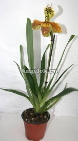 фото Пафиопедилум (Paphiopedilum) p-03 от магазина магазина орхидей Ангелок
