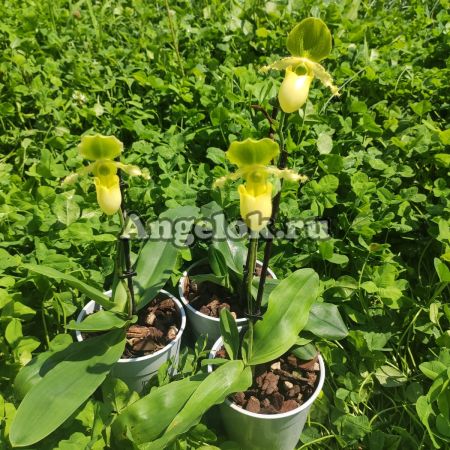 фото Пафиопедилум Примулинум (Paphiopedilum primulinum) от магазина магазина орхидей Ангелок