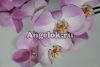фото Фаленопсис (Phalaenopsis Empada so satisfied) от магазина магазина орхидей Ангелок
