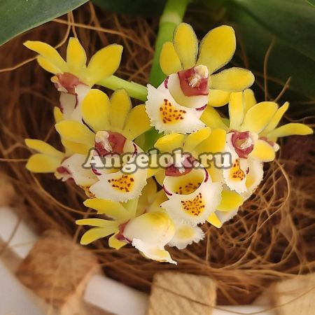 фото Гастрохилус японский детка (Gastrochilus japonicus) Тайвань от магазина магазина орхидей Ангелок