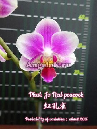 фото Фаленопсис (Phalaenopsis Jc Red Peacock) Тайвань от магазина магазина орхидей Ангелок