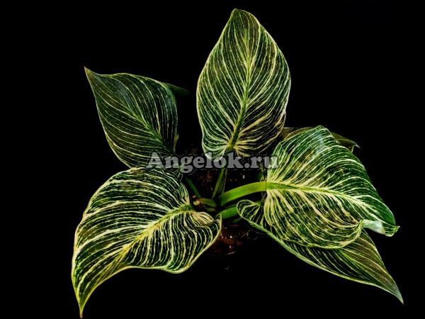фото Филодендрон Биркин (Philodendron 'birkin' 'White Wave') от магазина магазина орхидей Ангелок