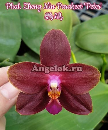 фото Фаленопсис (Phalaenopsis Zheng Min Parakeet 'Peter') Тайвань от магазина магазина орхидей Ангелок