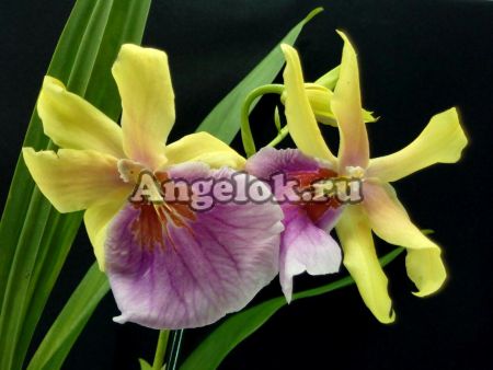 фото Мильтония Сансет (Miltonia Sunset) от магазина магазина орхидей Ангелок
