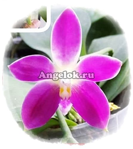 фото Фаленопсис (P.Germaine Vincent x sib) от магазина магазина орхидей Ангелок