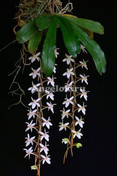 фото Аэрангис (Aerangis mystacidii) от магазина магазина орхидей Ангелок