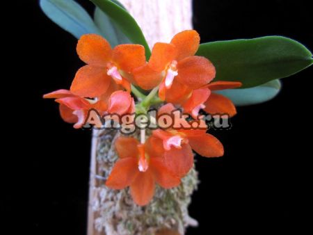 фото Цератоцентрон (Ceratocentron fesselii) от магазина магазина орхидей Ангелок