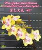 фото Фаленопсис пелорик Зеленый Бетман (Phalaenopsis Yaphon Green Batman) Тайвань от магазина магазина орхидей Ангелок