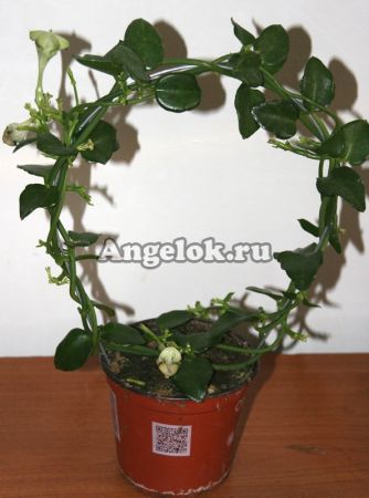 фото Церопегия Сандерсона (Ceropegia sandersonii) от магазина магазина орхидей Ангелок