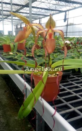 фото Пафиопедилум Сандера (Paph. sanderianum) от магазина магазина орхидей Ангелок
