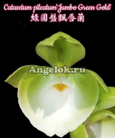 фото Катасетум (Catasetum pileatum'Jumbo Green Gold') Тайвань от магазина магазина орхидей Ангелок