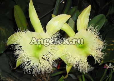 фото Брассавола Дигби (B.digbyana) Тайвань от магазина магазина орхидей Ангелок