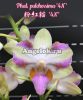 фото Фаленопсис Пульхеррима (Phalaenopsis pulcherrima '4N') Тайвань от магазина магазина орхидей Ангелок