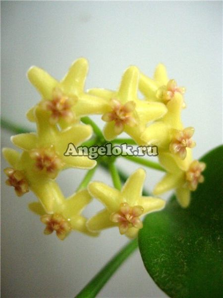 фото Хойя (Hoya sp. Biakensis PNG) черенок от магазина магазина орхидей Ангелок