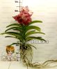 Ванда (Vanda Divana pink and mahogany) пятнистая