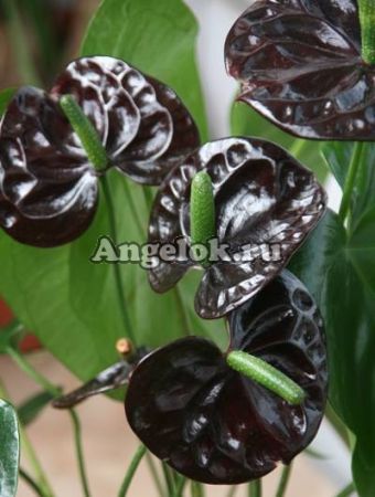 Антуриум Андрэ Блэк Квин (Anthurium Andreanum Black Queen) черный
