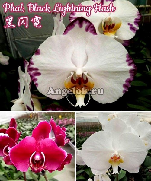 фото Фаленопсис (Phalaenopsis Black Lightning Flash) Тайвань от магазина магазина орхидей Ангелок