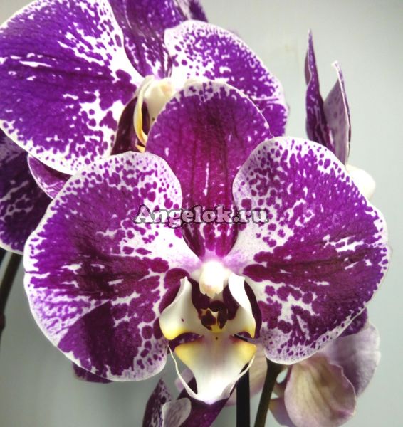 фото Фаленопсис (Phalaenopsis Cascade Compilation) от магазина магазина орхидей Ангелок