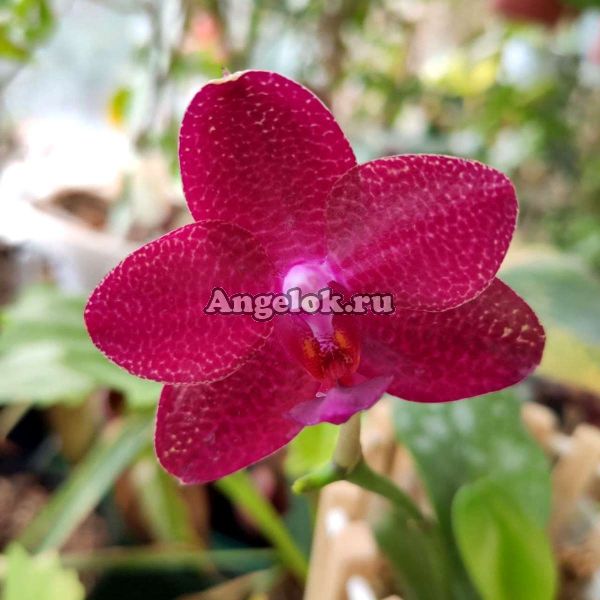 фото Фаленопсис (Phalaenopsis Mituo King ‘Red Pepper’) Тайвань от магазина магазина орхидей Ангелок