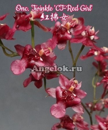 фото Онцидиум (Onc. Twinkle 'CT-Red Girl') от магазина магазина орхидей Ангелок