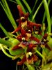 фото Максиллярия тонколистная (Maxillaria tenuifolia) от магазина магазина орхидей Ангелок