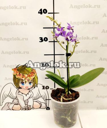Фаленопсис (Phalaenopsis Purple Gem)