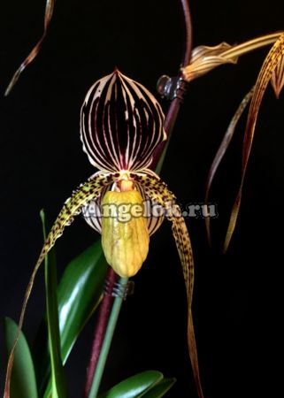 фото Пафиопедилум (Paphiopedilum St. Swithin) от магазина магазина орхидей Ангелок