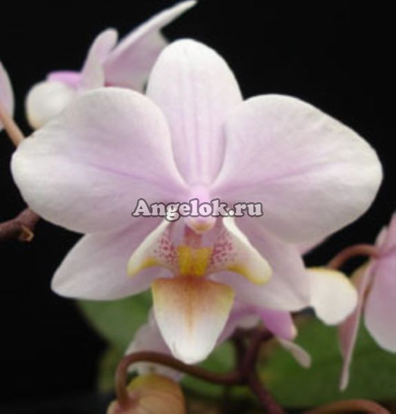 фото Фаленопсис пестролистный (P.schilleriana x P.Cassandra) Тайвань от магазина магазина орхидей Ангелок