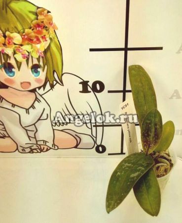 фото Фаленопсис Стюарта желтый (P.stuartiana yellow x sib) от магазина магазина орхидей Ангелок