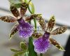 Зигопеталум (Zygopetalum intermedium)