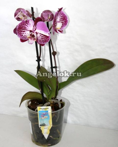 фото Фаленопсис (Phalaenopsis ) ph-35_1 от магазина магазина орхидей Ангелок