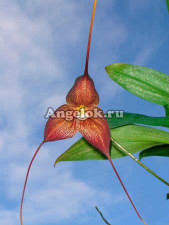 фото Дракула (Dracula hirtzii) от магазина магазина орхидей Ангелок