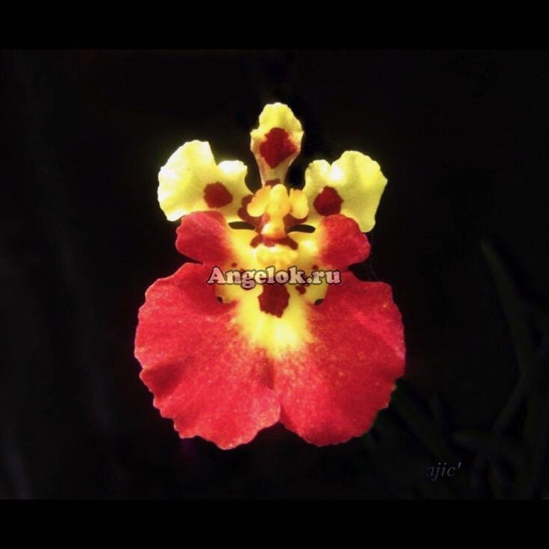 Толумния (Tolumnia Magic) Каталог орхидей - фаленопсисов, каттлей, ванд, дендробиумов со всего мира от интернет магазина Ангелок