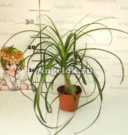 фото Нолина (Nolina recurvata) 02 от магазина магазина орхидей Ангелок