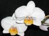 фото Фаленопсис (Phalaenopsis ) ph-02 от магазина магазина орхидей Ангелок
