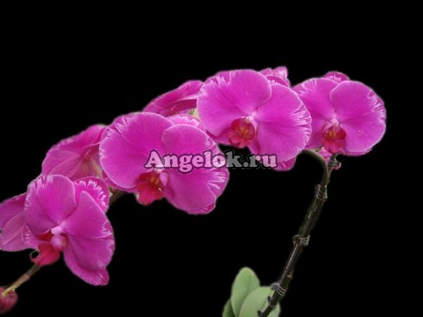 фото Фаленопсис (Dtps. Formosa Sunrise) Тайвань от магазина магазина орхидей Ангелок