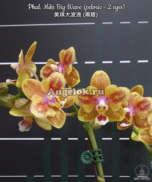 фото Фаленопсис бабочка (Phalaenopsis Miki Big Wave (peloric - 2 eyes)) Тайань от магазина магазина орхидей Ангелок
