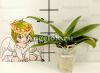 Фаленопсис Биг Лип (Phalaenopsis Younghome Pearl) Тайвань