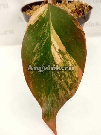фото Филодендрон Черный Изумруд (Philodendron Black Emerald variegated) от магазина магазина орхидей Ангелок